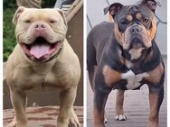 Wurfankündigung Old English Bulldog - Fambach