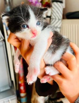 Kater kitten Kätzchen männlich - Barkhagen