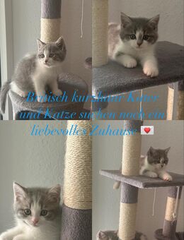 Britisch kurzhaar/ langhaar kitten - Dinslaken
