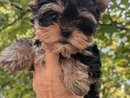 Yorkshire Terrier Welpe - Schlüsselfeld