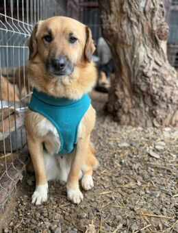 Stitch Familienhund, verspielt,neugierig - Blankenheim (Nordrhein-Westfalen)