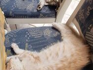 2 ganz besondere maine coon kitten - Cornberg