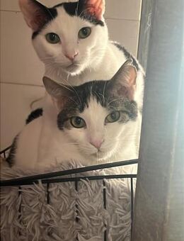 Norbert und Ryan aus dem Tierschutz - Grevenbroich