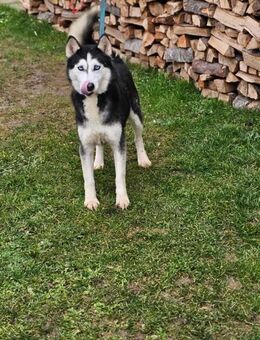 Husky Hündin Sorina möchte reisen ❤️ - Mylau