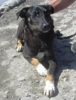 Wallace ist ein liebes Kerlchen - Karben