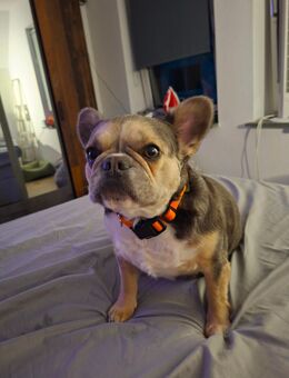 Französische Bulldogge 4Jahre weiblich - Schmallenberg