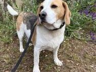 Traumbeagle Aren sucht neues zuhause# - Essen