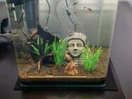 Cube Aquarium zu verkaufen - Pforzheim