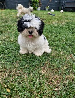Shih-tzu Malteser Bolonka Welpen - Emsdetten Zentrum