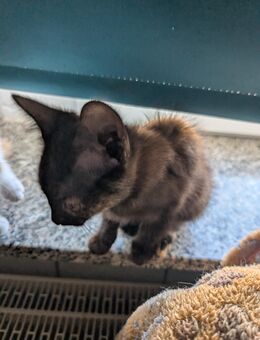 Wir dürfen ausziehen - Thalheim (Erzgebirge)