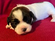 Shih Tzu Hündin Luna - Seeland Gatersleben