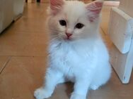 Ragdoll Kitten - Erfurt