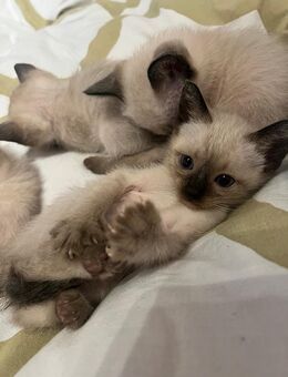 Siam-Babykatzen. - Kassel