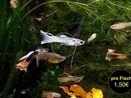 Guppy Mixe - Mechernich