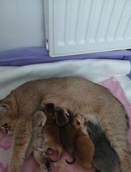 BKH Kitten Champions Familie - Hamburg