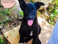 BONNIE sucht ihr Zuhause ❤️ - Saarbrücken