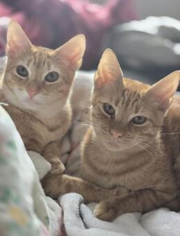 Fred & George aus dem Tierschutz - Grevenbroich