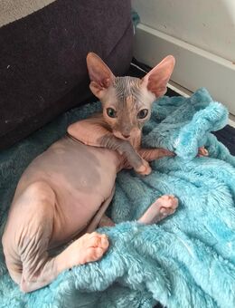 💖 Zwei Sphynx-Mädchen suchen ein liebevolles Zuhause 💖 - Starkenberg