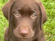 Labrador Welpen braun geboren am 15.07.24