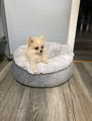 Pomeranian 2 rüden 3 mon alt in 65205