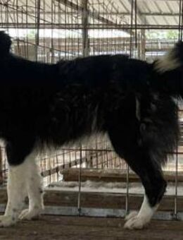 Sarina sucht ein liebevolles Zuhause - Blankenheim (Nordrhein-Westfalen)