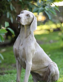 Professionelle, genehmigte Hundezucht im Herzen von NRW erwartet Weimaraner-Welpen - Nettetal