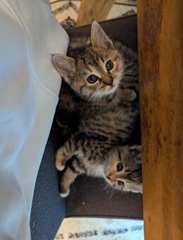 Süße Kitten abzugeben - Rösrath Zentrum