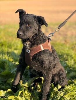 Storchel sucht ein FÜR IMMER ZUHAUSE - Berlin