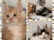 Tolle Maine Coon Kitten , Katzen Kater - Nürnberg