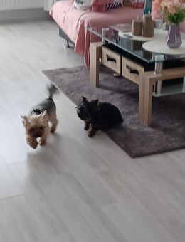 Yorkshire Terrier mini 2 Rüden - Gelsenkirchen Ückendorf