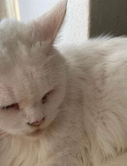 Katze für Bauernhof anzugeben - Lübeck