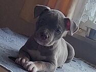 6 American Bully Welpen, Merle und blueline, alle mit blauen Augen - Biberach (Riß)