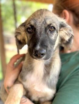 FINNIAN ~ mit süßer Ringelrute - Duisburg