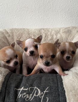 Zuckersüße Chihuahua Welpen suchen liebevolles Zuhause - Buttstädt Zentrum