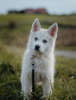 Pomsky F1b Welpen mit Stammbaum - Osnabrück
