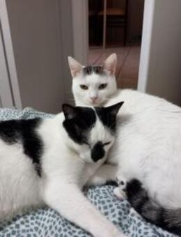 Sake und Rumi aus dem Tierschutz - Grevenbroich