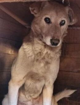 Runner - Pflegestelle oder Zuhause gesuc - Oberwies