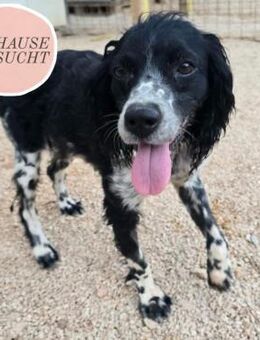 Bretonin BORKA sucht ihr forever Home❤️ - Saarbrücken
