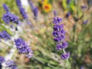 Blauer echter Lavendel Samen Lippenblütler Schmetterling blau xxl Lavendelstrauch duftender Strauch Lavendelsamen Lavendelkissen insektenfreundliches Saatgut garden Muttertag Geschenk Saat - Pfedelbach