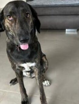 Zuhause gesucht für Neela - München