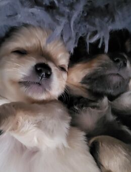 Chihuahua Welpen - Osterwieck Bühne