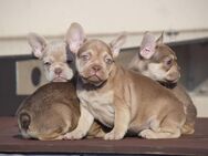 Französisch Bulldog Babys - Calw