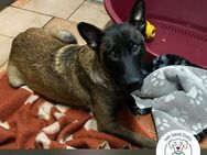 Chip 245165: Sucht ein Zuhause - Kirchzell