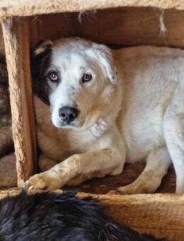 Hübscher LOKI sucht liebes Zuhause - Neuberg