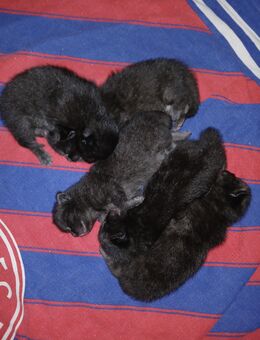 5 xxl maine coon mix kitten grau schwarz - Bad Kissingen