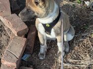 American Akita - Höxter
