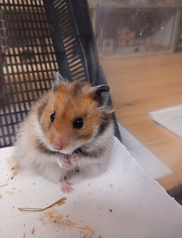 Bezaubernde Goldhamster suchen Körnchengeber - Bad Sooden-Allendorf