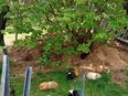Suche weibliche Meerschweinchen in 29690