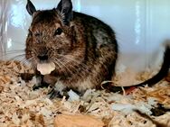 Rüstiger Degu Rentner sucht gleichgesinnte zum Gruppenkuscheln - Herten