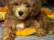 Maltipoo 2 Mädchen - Rostock